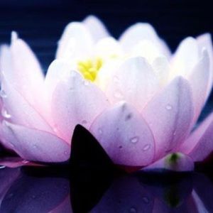 Meet your Posher, Genevieve